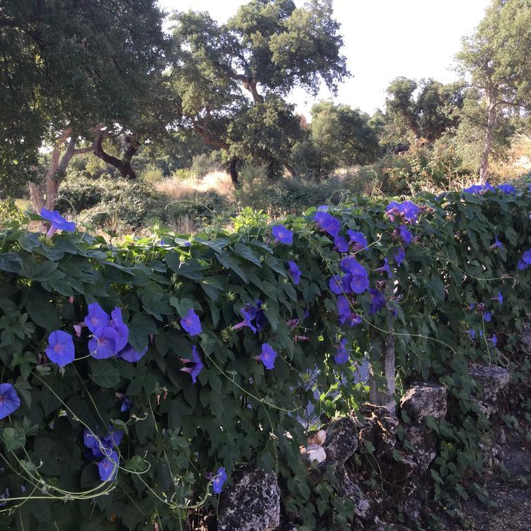 Appartamento Flor Da Ramila Marvão Esterno foto